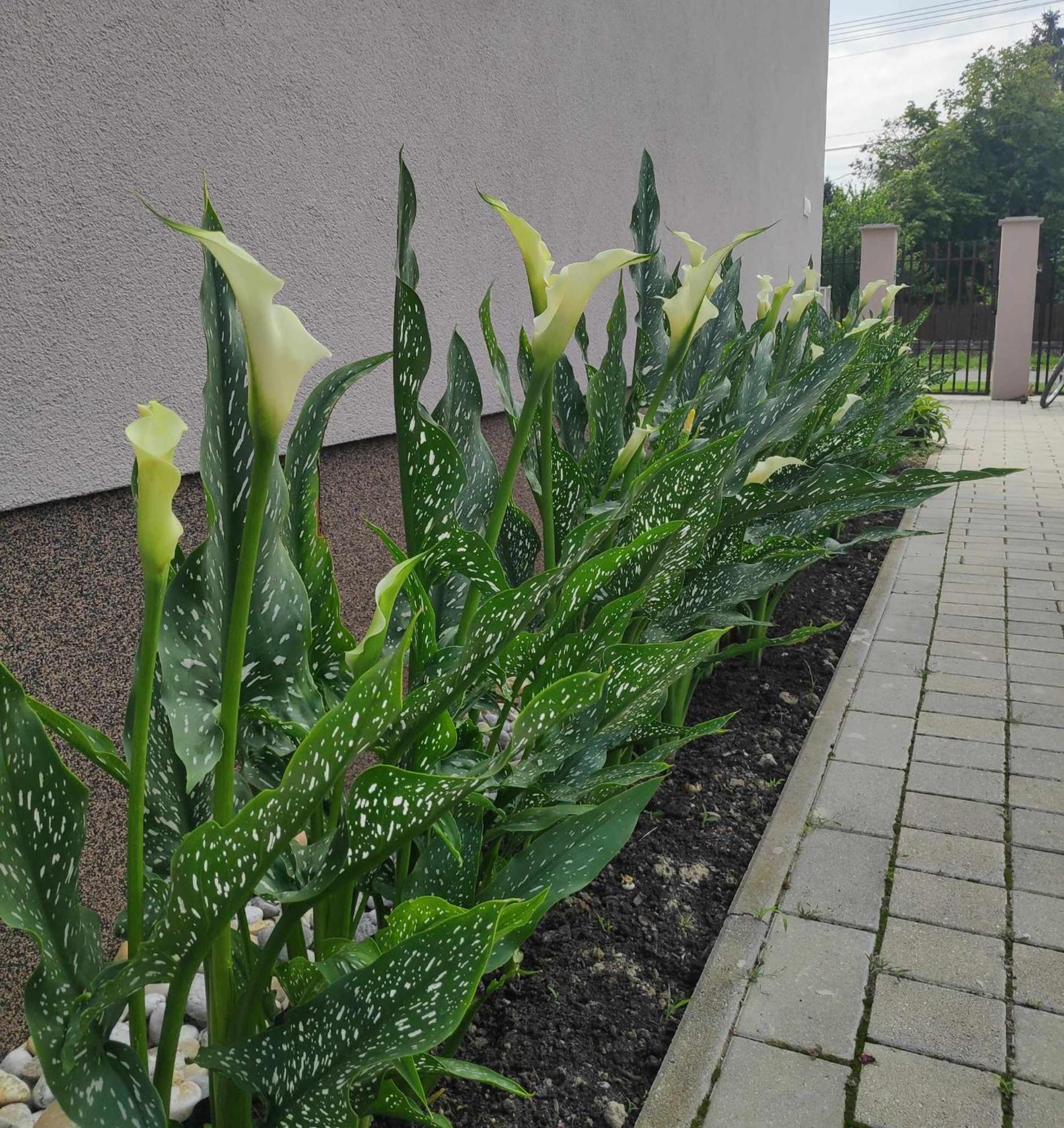 Orgona Vendeghaz Hotel Murakeresztur Bagian luar foto